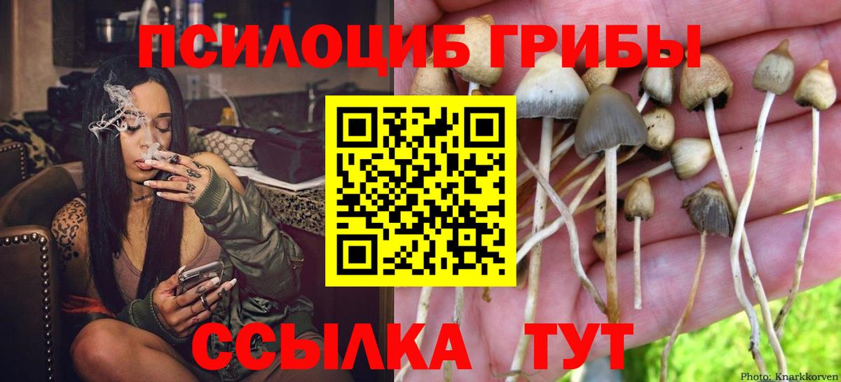 Галлюциногенные грибы Psilocybe Саратов